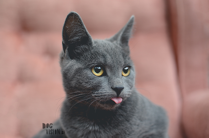 #TongueOutTuesday (37)| an unexpected cat story | www.DOGvision.be