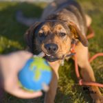 Oona's birthday is coming up! | rescue dog from Bosnia | www.DOGvision.be