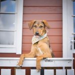 #TongueOutTuesday (36) | Oona in Norway | travel with dogs | dog photography & blog | www.DOGvision.be