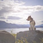 Lensbaby Twist 60 and Sweet 35 review | www.DOGvision.be