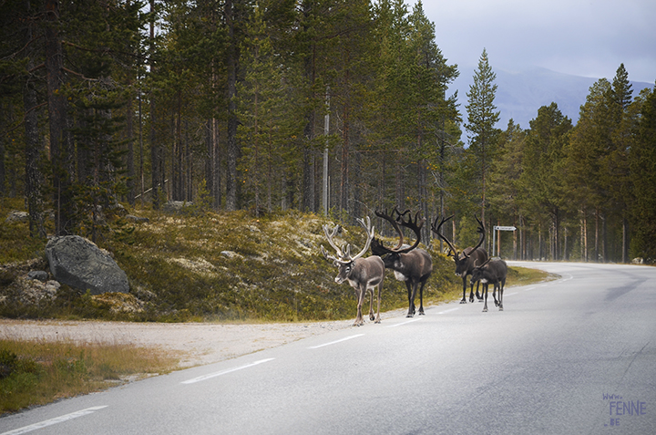 Reindeer in Norway | www.DOGvision.be