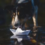 Riverside | Border Collie | creative dog photography | paper boat | The story behind the photo, blog on www.DOGvision.be (Hondenfotografie)