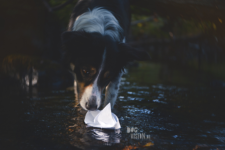 Riverside | Border Collie | creative dog photography | paper boat | The story behind the photo, blog on www.DOGvision.be (Hondenfotografie)