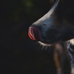 The river | #TongueOutTuesday (39) | Border Collie | Dog photography | www.DOGvision.be