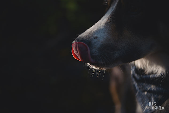 The river | #TongueOutTuesday (39) | Border Collie | Dog photography | www.DOGvision.be