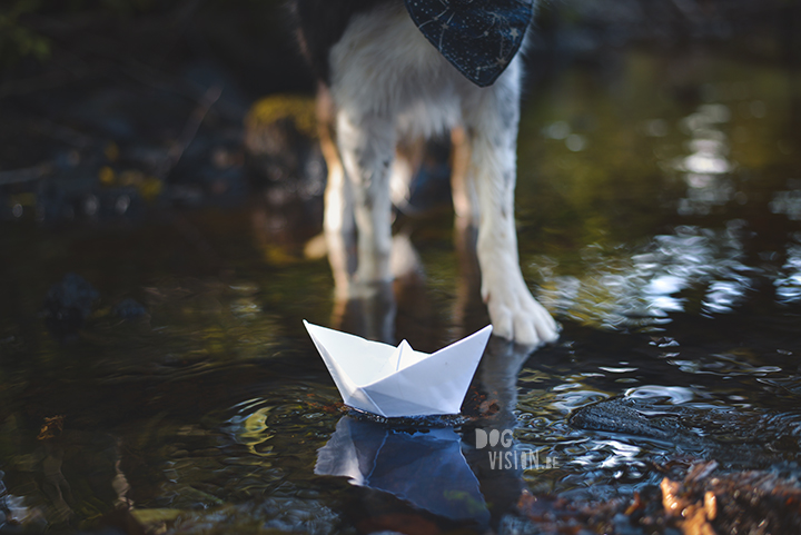 Riverside | Border Collie | creative dog photography | paper boat | The story behind the photo, blog on www.DOGvision.be (Hondenfotografie)