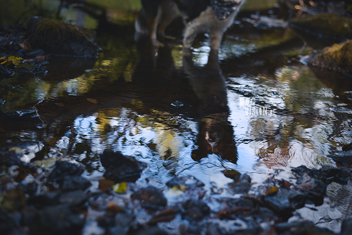 Riverside | Border Collie | creative dog photography | paper boat | The story behind the photo, blog on www.DOGvision.be (Hondenfotografie)