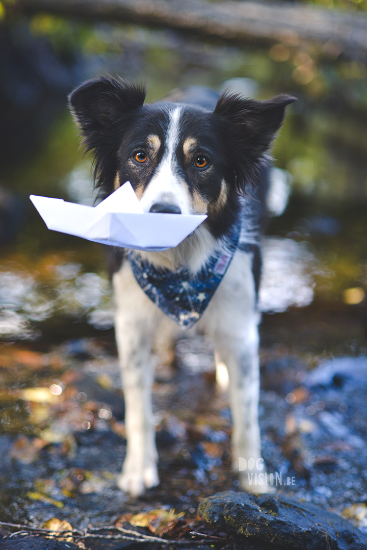 Riverside | Border Collie | creative dog photography | paper boat | The story behind the photo, blog on www.DOGvision.be (Hondenfotografie)