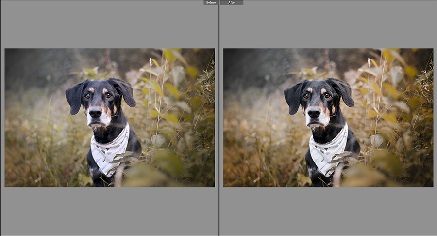 Lightroom presets for dog photography, autumn collection | www.DOGvision.be