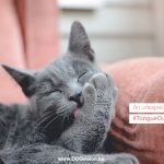 #TongueOutTuesday (37)| an unexpected cat story | www.DOGvision.be