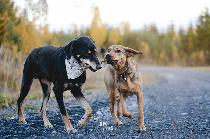 #TongueOutTuesday (40) | www.DOGvision.be