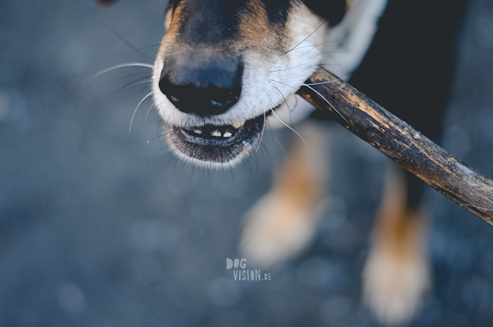 Dog with stick | Ravasz | Transylvanian hound| www.DOGvision.be