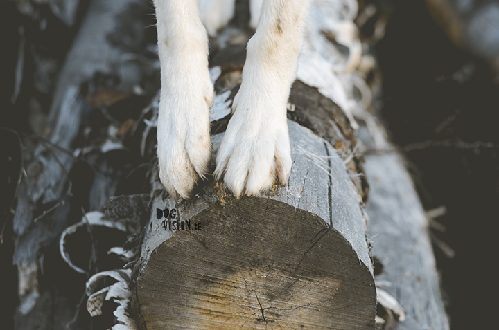 Lightroom presets for dog photography | www.DOGvision.be 