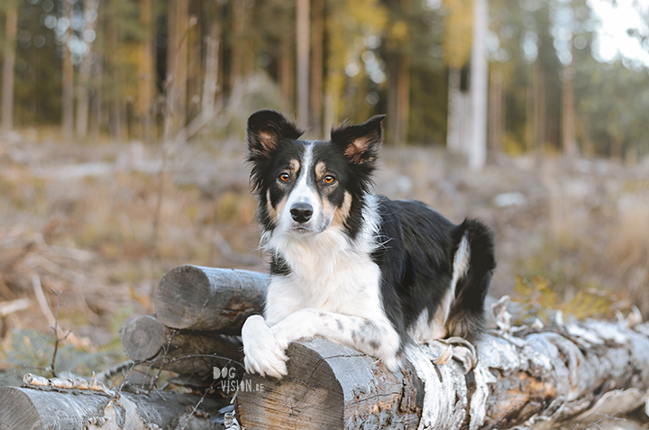 Lightroom presets for dog photography | www.DOGvision.be 