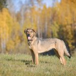 #TongueOutTuesday (42) | www.DOGvision.be | dog photography and blog for adventurous dogs.