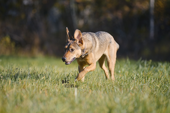 Hondenfotografie, actiefotografie | www.DOGvision.be