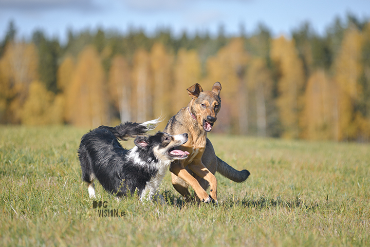 Hondenfotografie, actiefotografie | www.DOGvision.be