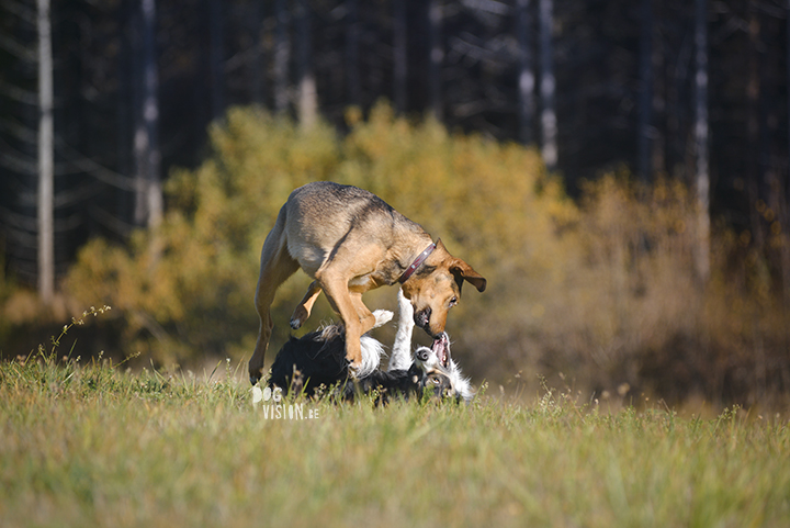 Hondenfotografie, actiefotografie | www.DOGvision.be