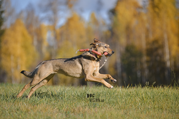 Hondenfotografie, actiefotografie | www.DOGvision.be