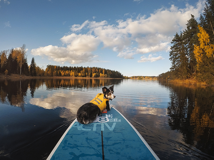 Sup with Border Collie Mogwai | www.DOGvision.be