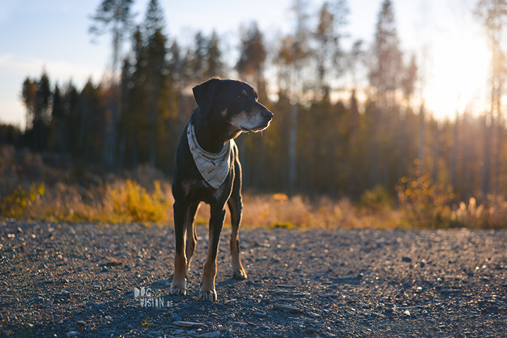 #TongueOutTuesday (42) | www.DOGvision.be | dog photography and blog for adventurous dogs.