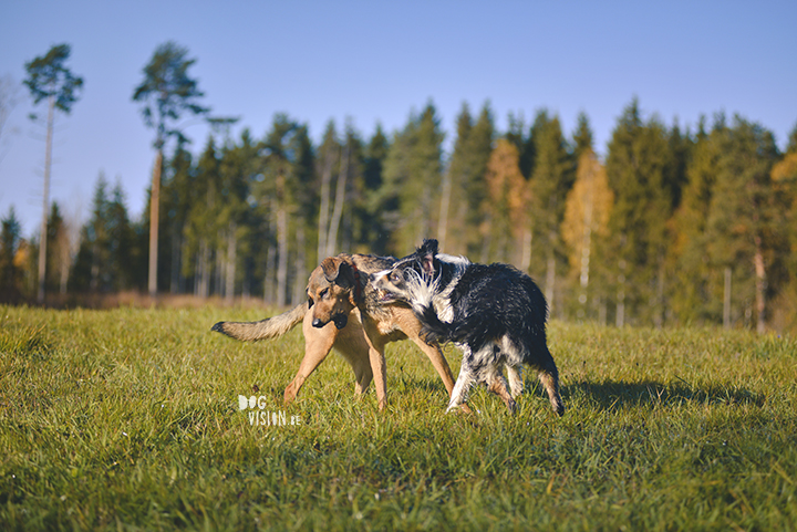 #TongueOutTuesday (42) | www.DOGvision.be | dog photography and blog for adventurous dogs.