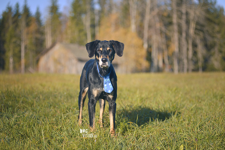 #TongueOutTuesday (42) | www.DOGvision.be | dog photography and blog for adventurous dogs.