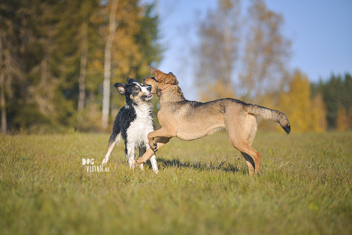 #TongueOutTuesday (42) | www.DOGvision.be | dog photography and blog for adventurous dogs.