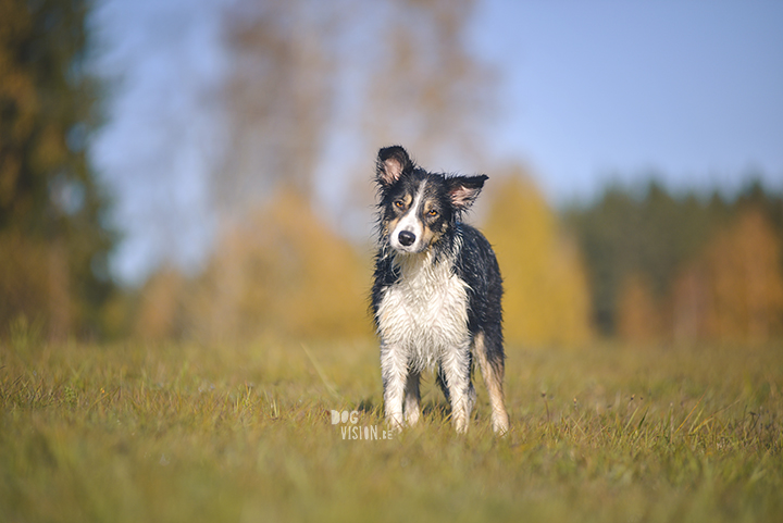 #TongueOutTuesday (42) | www.DOGvision.be | dog photography and blog for adventurous dogs.