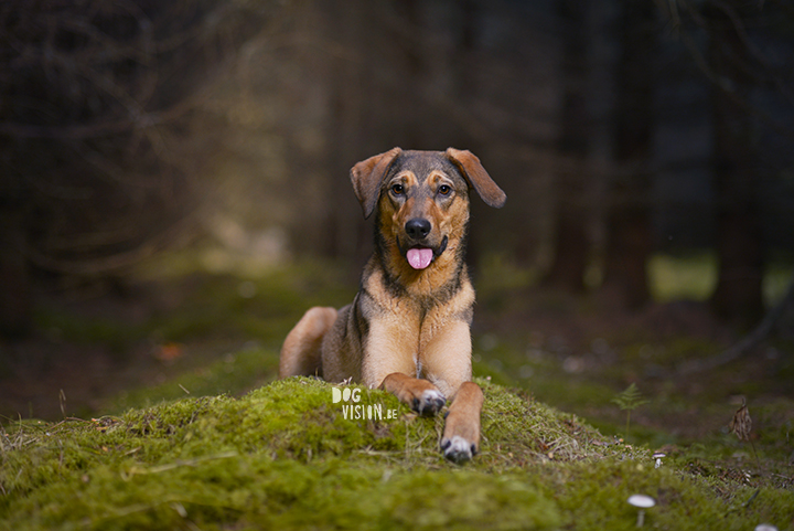 Moody dog photography shoot in the forest | hondenfotografie in het bos | off camera flash | blog on www.DOGvision.be