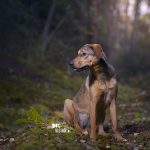 Moody dog photography shoot in the forest | hondenfotografie in het bos | off camera flash | blog on www.DOGvision.be