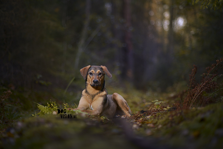 Moody dog photography shoot in the forest | hondenfotografie in het bos | off camera flash | blog on www.DOGvision.be