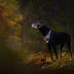 Moody dog photography shoot in the forest | hondenfotografie in het bos | off camera flash | blog on www.DOGvision.be