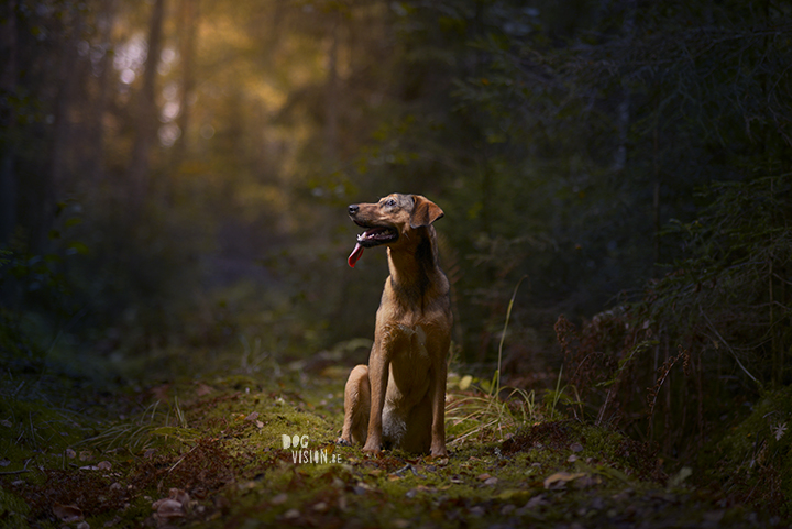 Moody dog photography shoot in the forest | hondenfotografie in het bos | off camera flash | blog on www.DOGvision.be