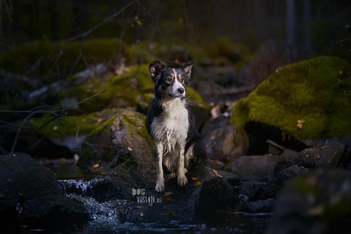 Moody dog photography shoot in the forest | hondenfotografie in het bos | off camera flash | blog on www.DOGvision.be