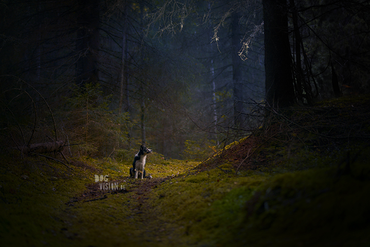 Moody dog photography shoot in the forest | hondenfotografie in het bos | off camera flash | blog on www.DOGvision.be