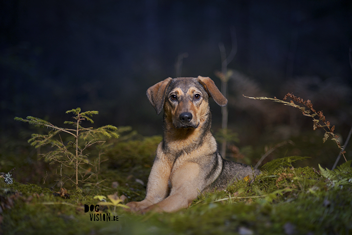 Moody dog photography shoot in the forest | hondenfotografie in het bos | off camera flash | blog on www.DOGvision.be