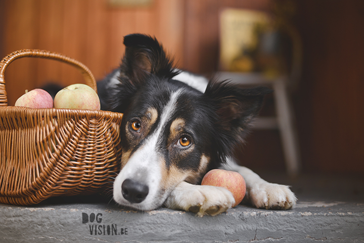 #TongueOutTuesday (42) | www.DOGvision.be | dog photography and blog for adventurous dogs.