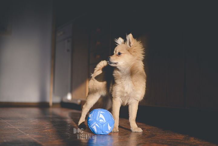 #TongueOutTuesday (44) | Pomeranian x Papillon mix | dog photography | www.DOGvision.eu | hondenfotografie