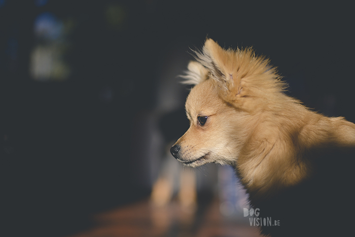 #TongueOutTuesday (44) | Pomeranian x Papillon mix | dog photography | www.DOGvision.eu | hondenfotografie