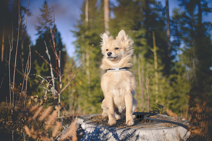 #TongueOutTuesday (44) | Pomeranian x Papillon mix | dog photography | www.DOGvision.eu | hondenfotografie