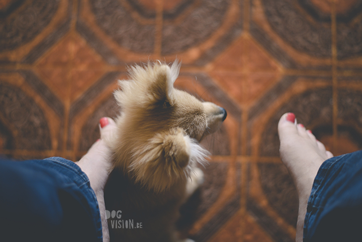 #TongueOutTuesday (44) | Pomeranian x Papillon mix | dog photography | www.DOGvision.eu | hondenfotografie