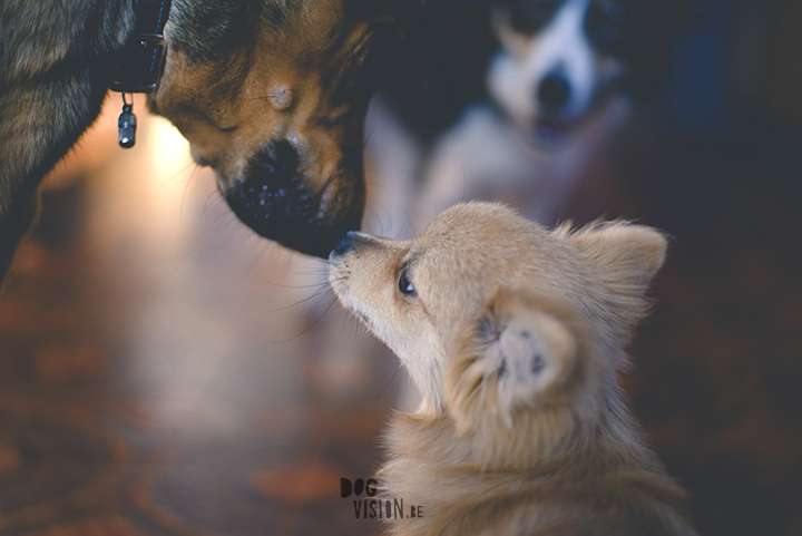 #TongueOutTuesday (44) | Pomeranian x Papillon mix | dog photography | www.DOGvision.eu | hondenfotografie