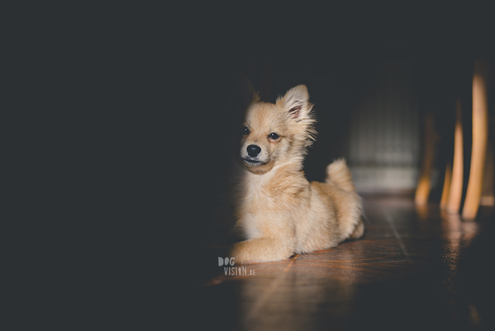 #TongueOutTuesday (44) | Pomeranian x Papillon mix | dog photography | www.DOGvision.eu | hondenfotografie