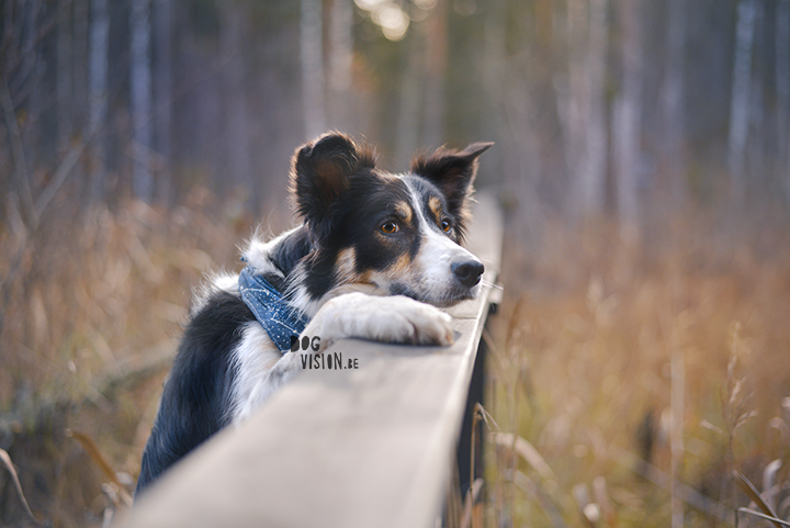 Jätturn naturreservat (Dalarna, Sweden) | www.DOGvision.be