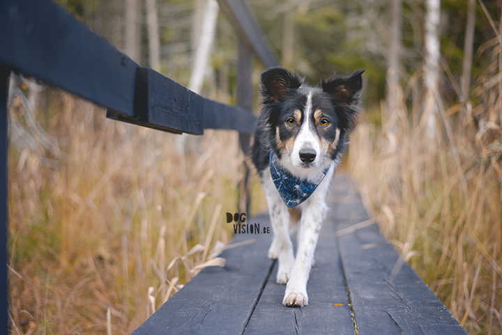 Jätturn naturreservat (Dalarna, Sweden) | www.DOGvision.be