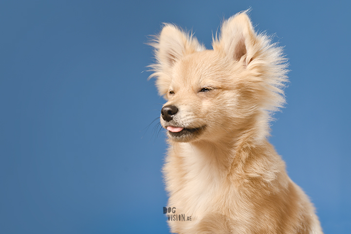 #TongueOutTuesday (44) | Pomeranian x Papillon mix | dog photography | www.DOGvision.eu | hondenfotografie