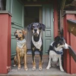 Traveling with dogs: a charming cottage in Orsa (Dalarna/Sweden)| Reizen met honden, Dalarna, Zweden | blog on www.DOGvision.be|