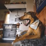 Traveling with dogs: a charming cottage in Orsa (Dalarna/Sweden)| Reizen met honden, Dalarna, Zweden | blog on www.DOGvision.be|