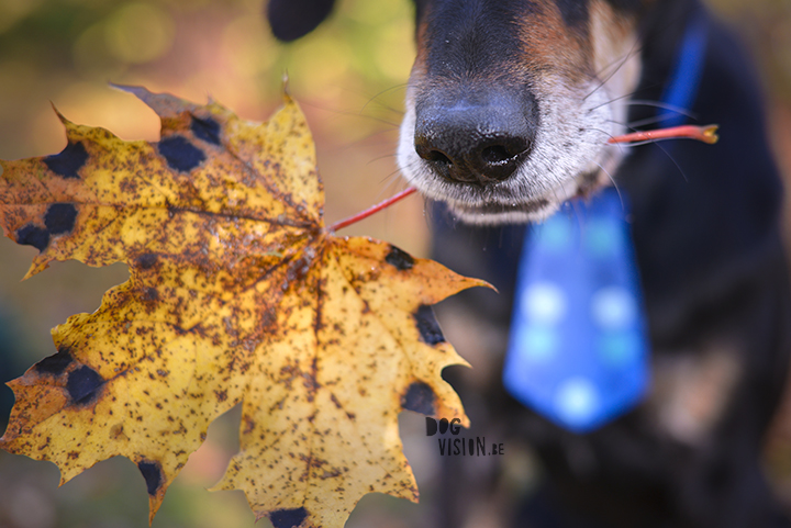 #TongueOutTuesday (40) | www.DOGvision.be